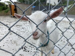 除草に参加している子ヤギ