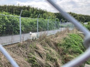 除草中の白ヤギ